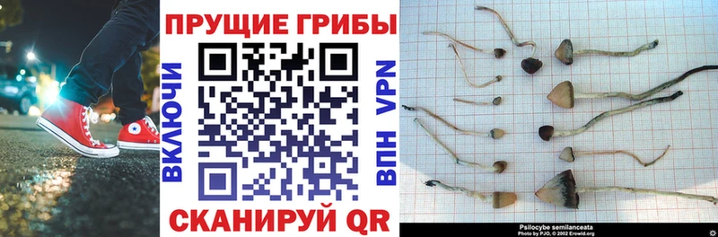 Псилоцибиновые грибы Cubensis  Воронеж 