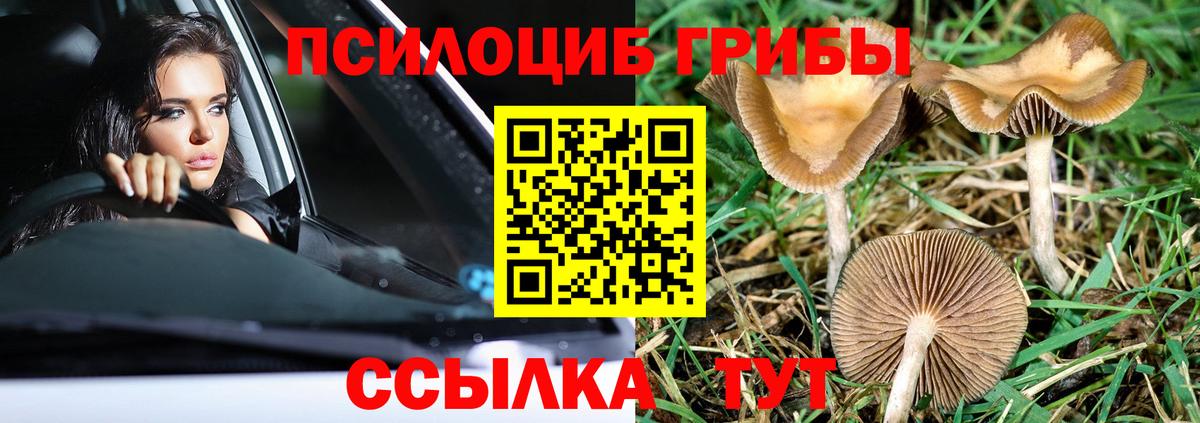 Псилоцибиновые грибы Cubensis  купить наркоту  Галлюциногенные грибы Cubensis  Воронеж 